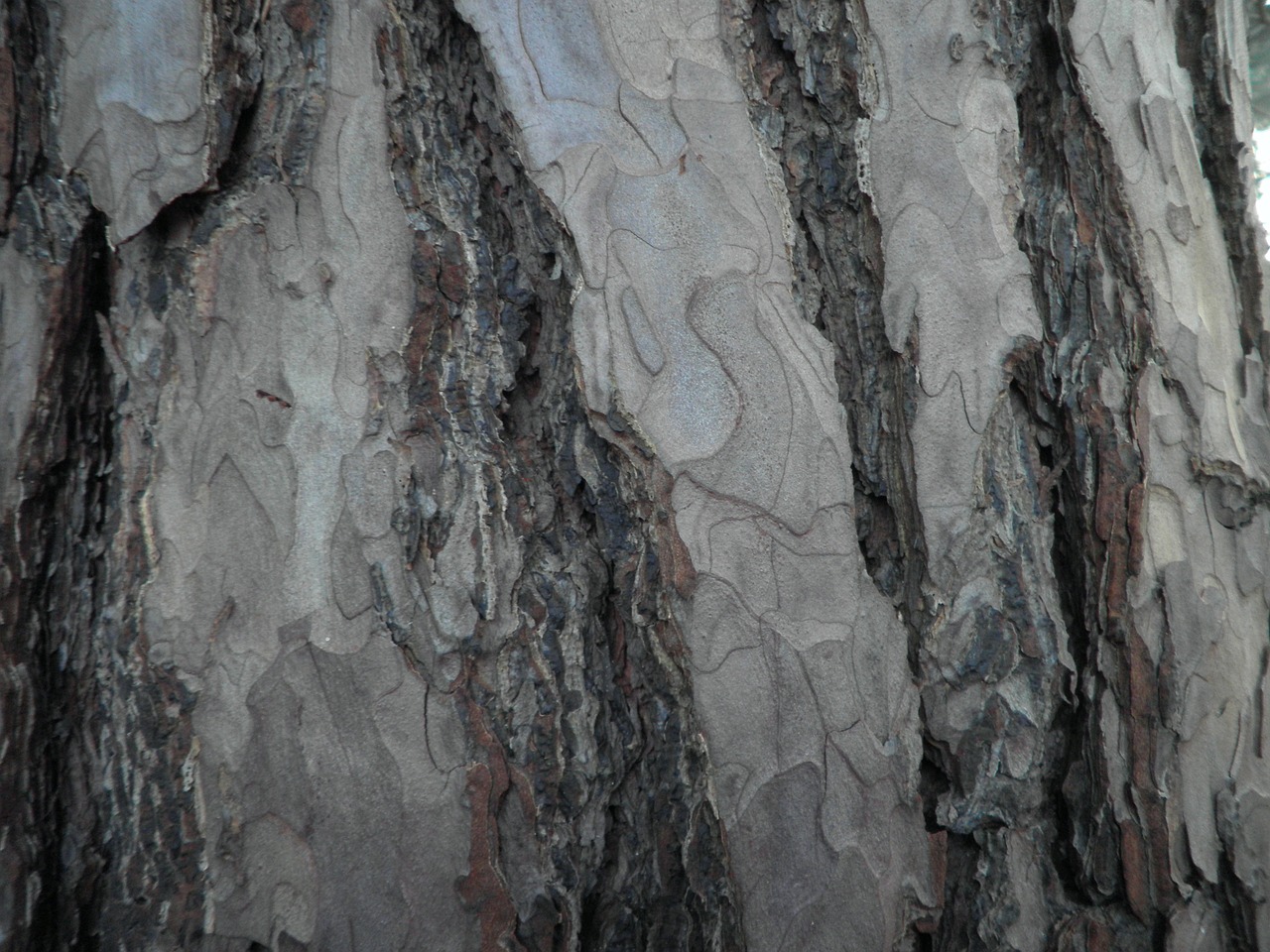tree bark pine free photo
