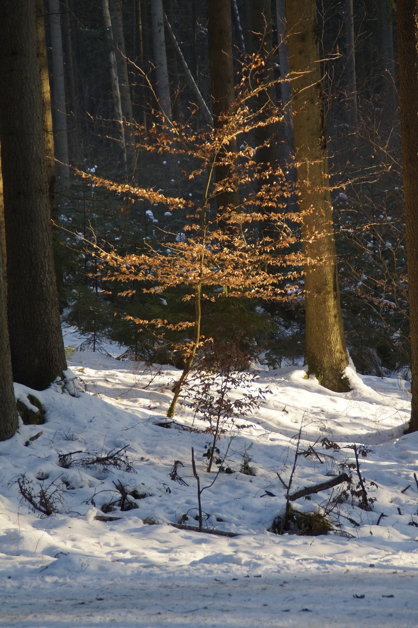 tree small forest free photo