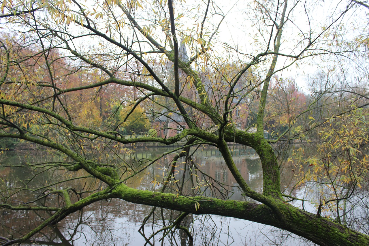 tree canal belgium free photo