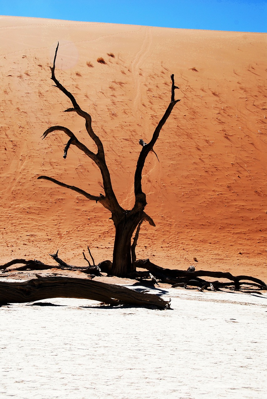 tree desert namibia free photo