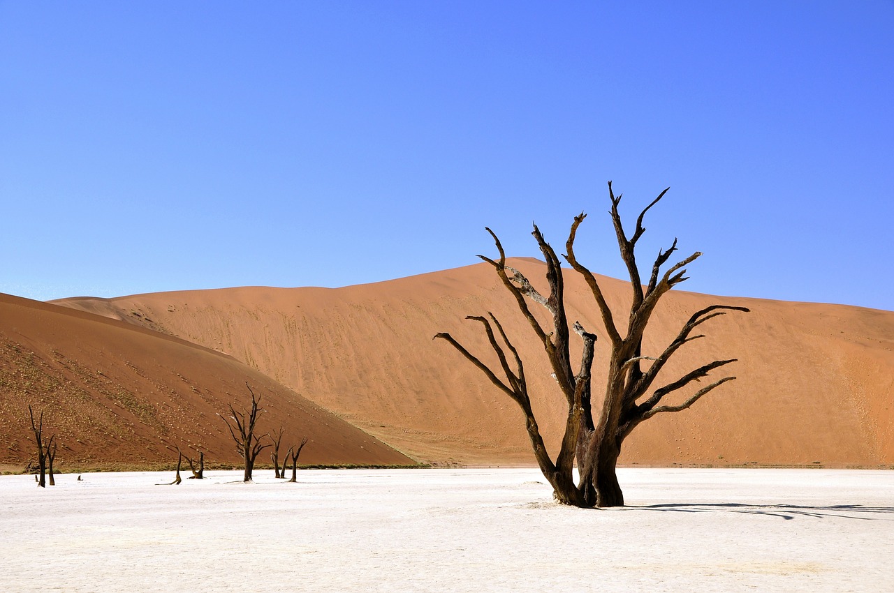 tree desert namibia free photo