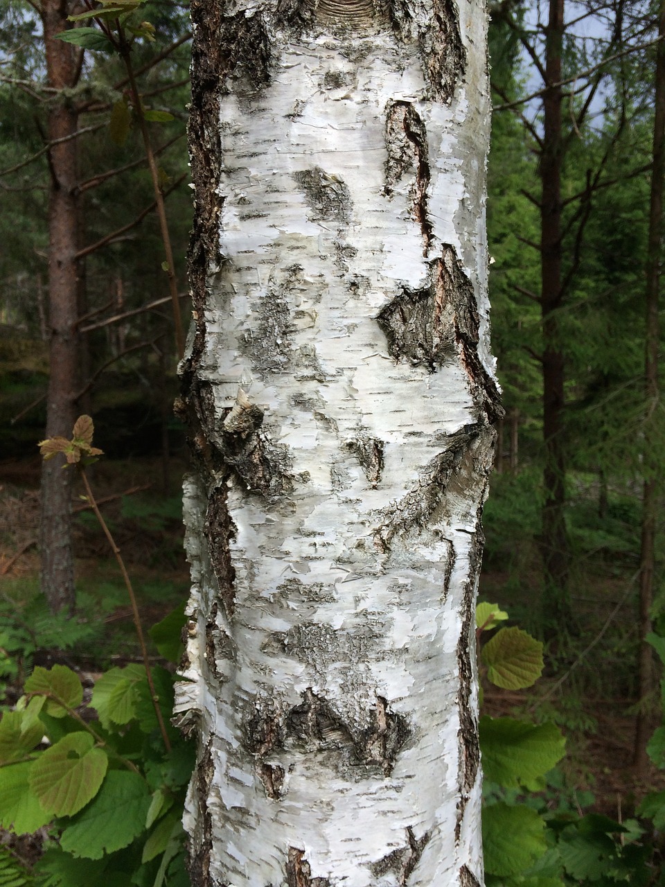 tree birch hardwood free photo