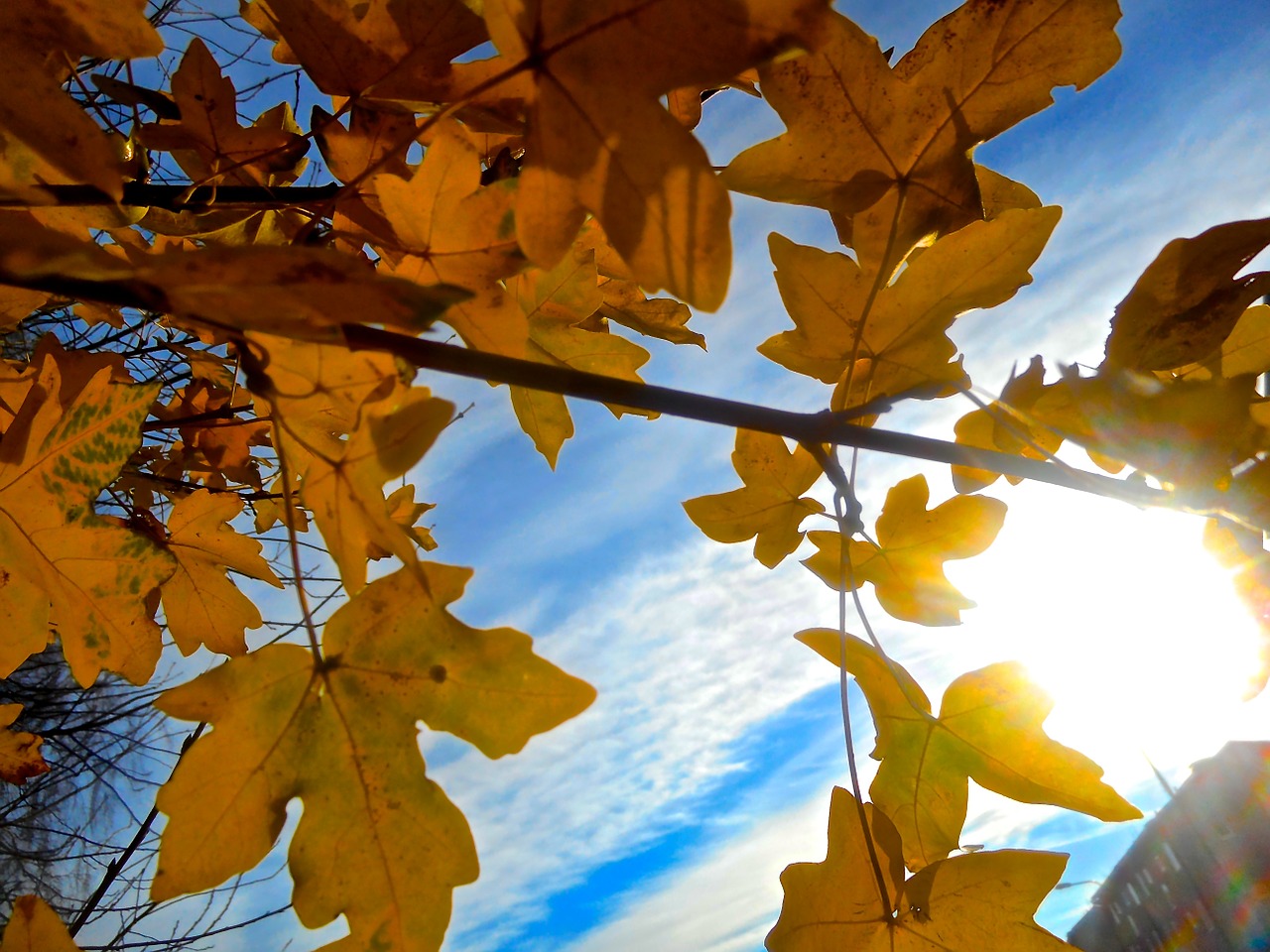 tree branch autumn free photo