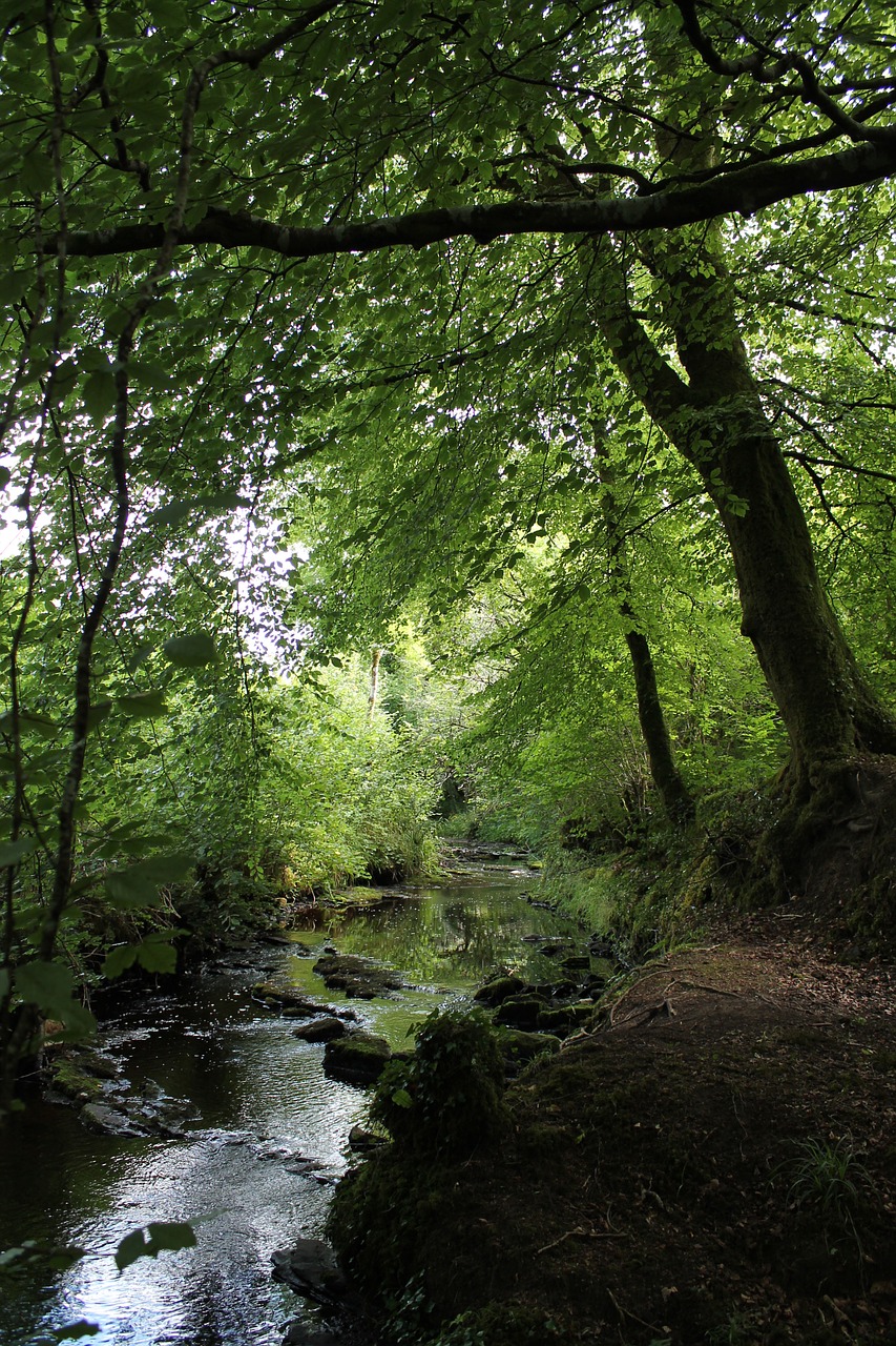 tree light river free photo