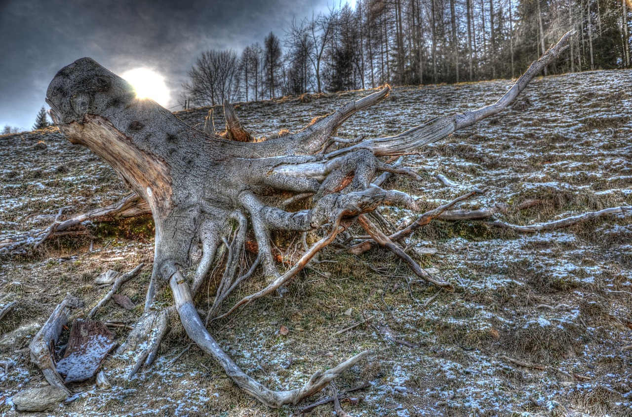 tree root hdr free photo