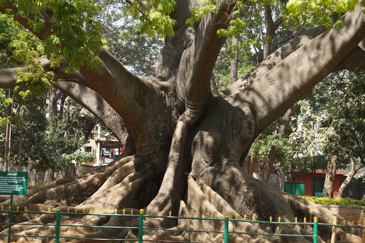 tree 200 years old bangalore free photo