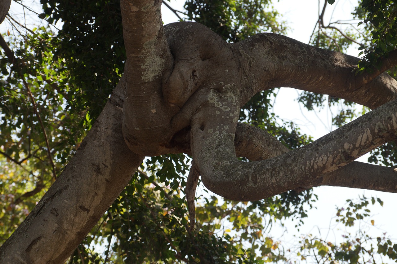 tree trunk shaped free photo