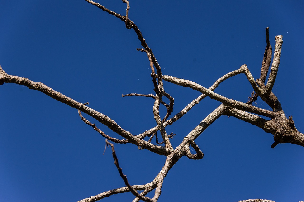 tree twigs branch free photo