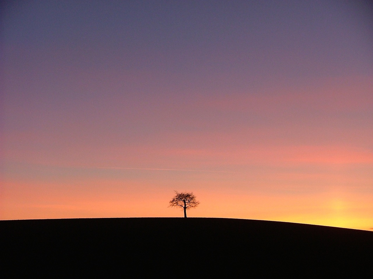 tree sunset alone free photo