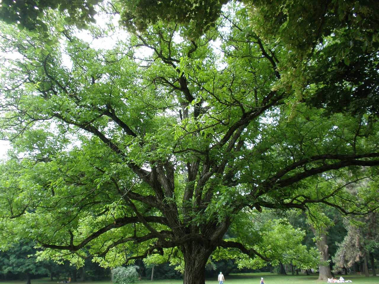 tree leaf landscape free photo