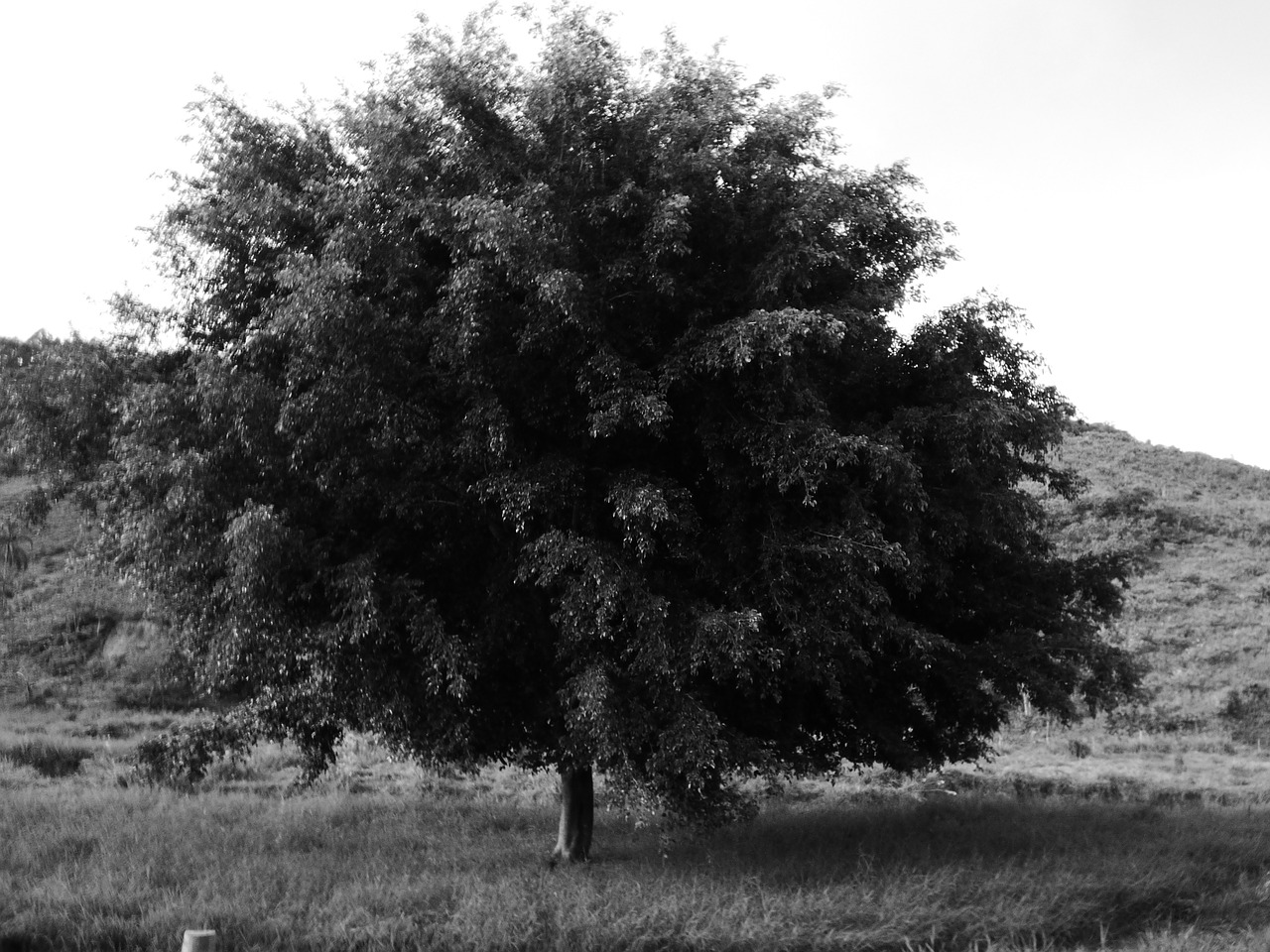 tree landscape nature free photo