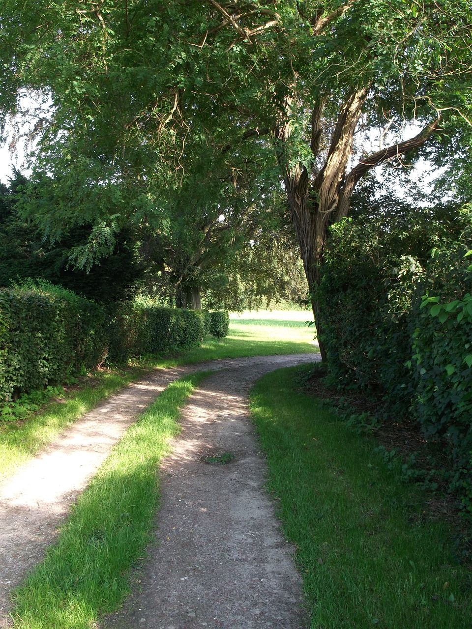 tree landscape bushes free photo