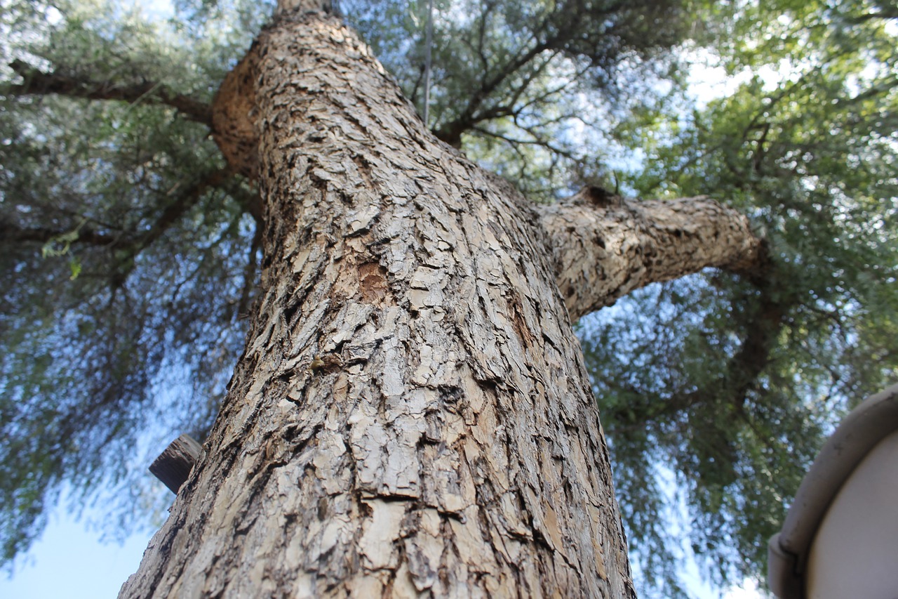 tree plant nature free photo