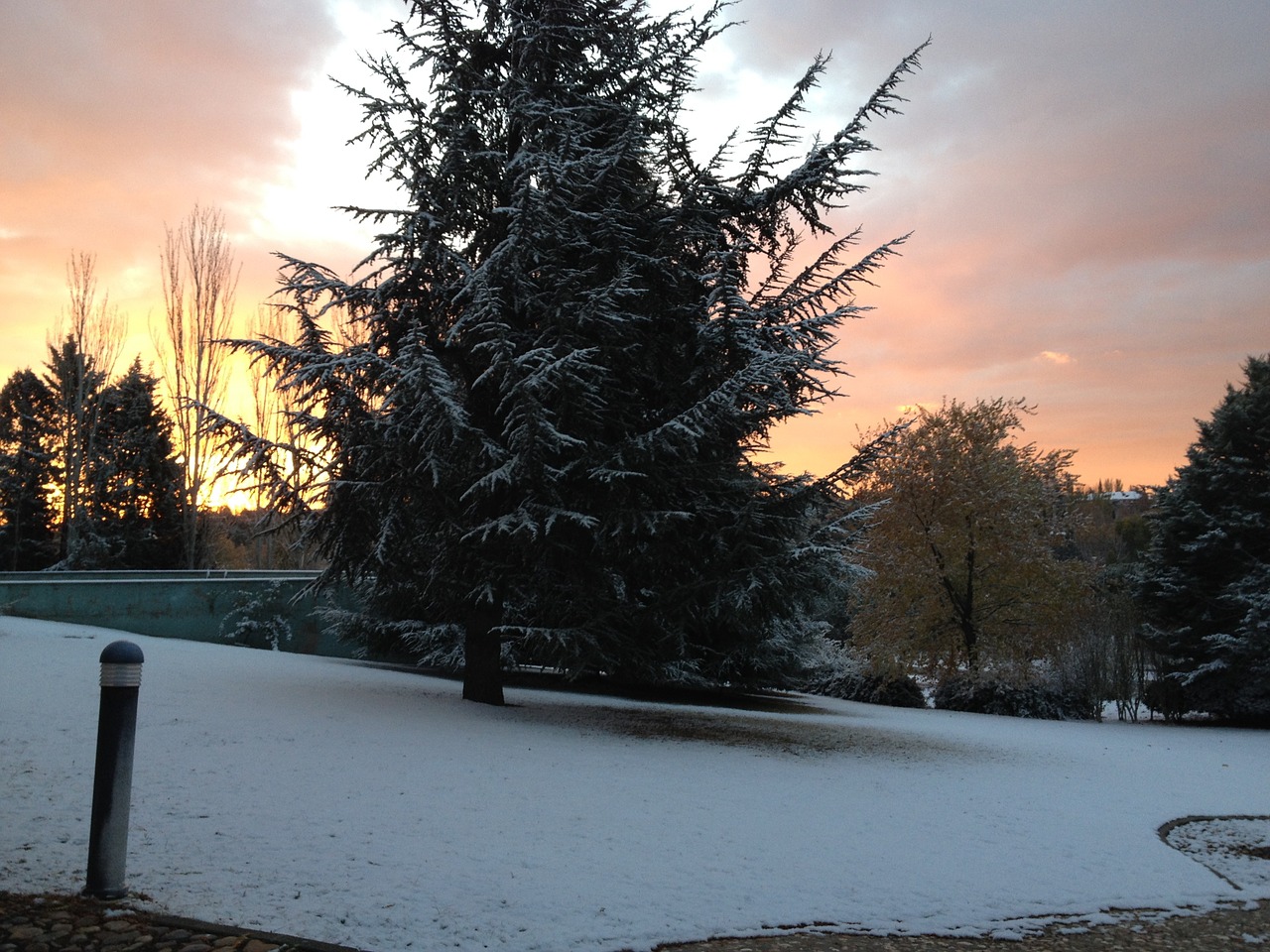 tree snow winter free photo