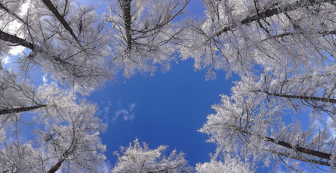 tree crown winter free photo