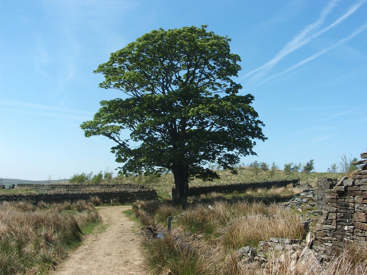 tree path fields free photo