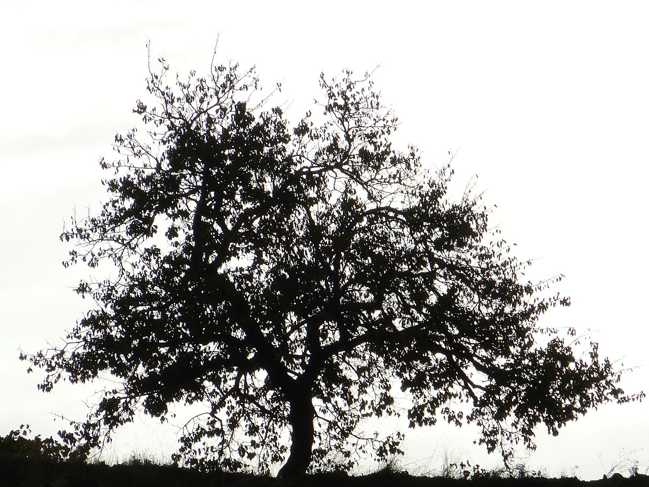 tree silhouette black and white free photo