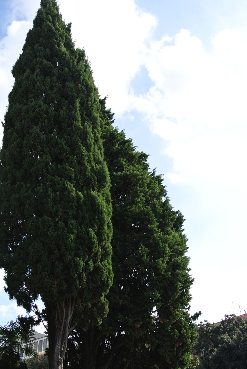tree tuscany italy free photo