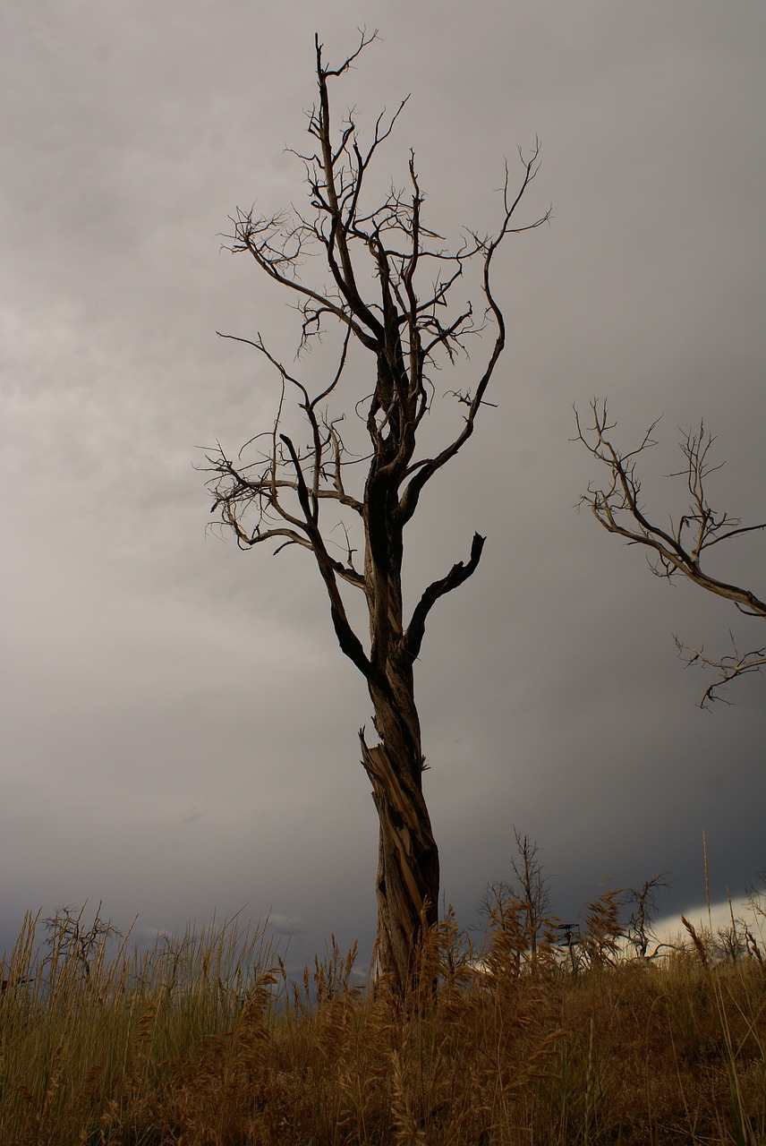 tree sky storm free photo