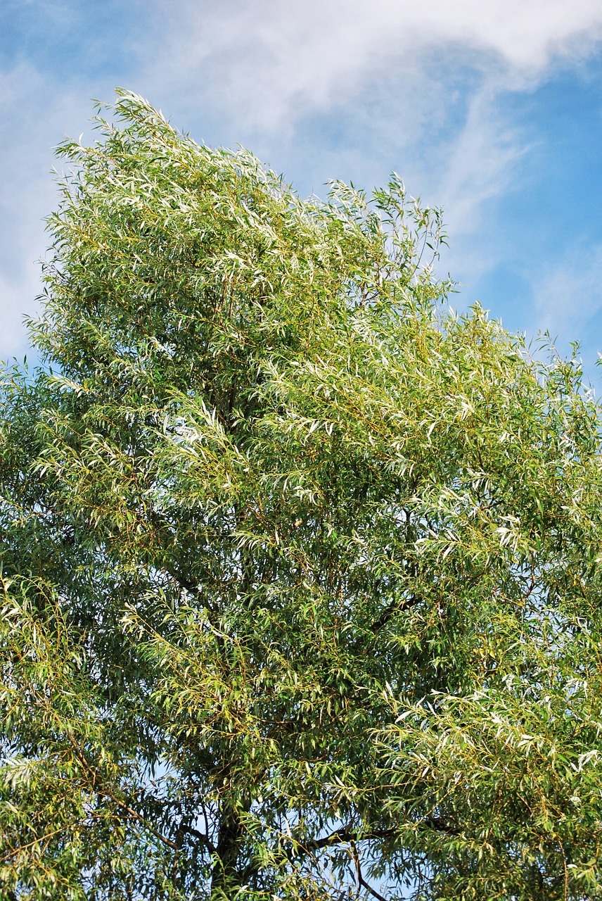 tree green foliage free photo