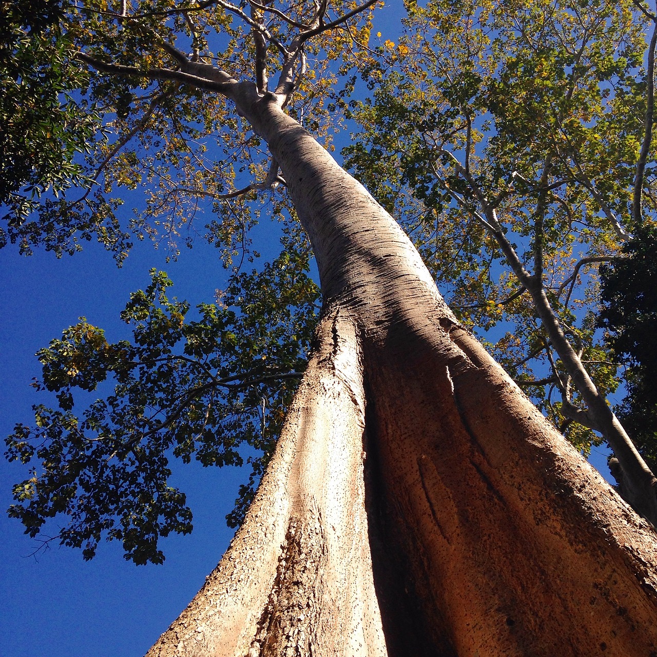 tree nature forest free photo