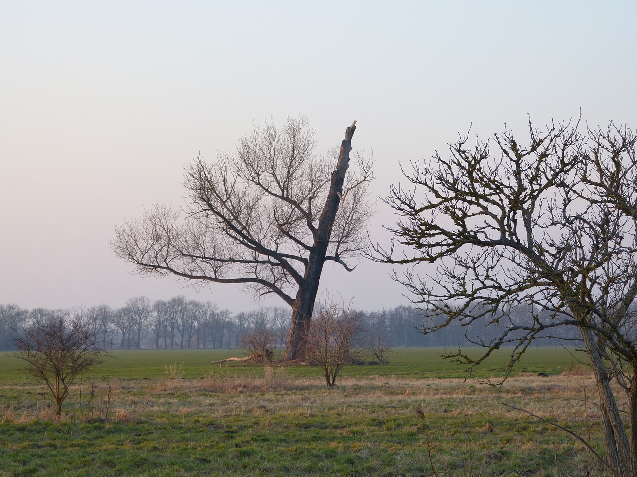 tree lightning weft landscape free photo