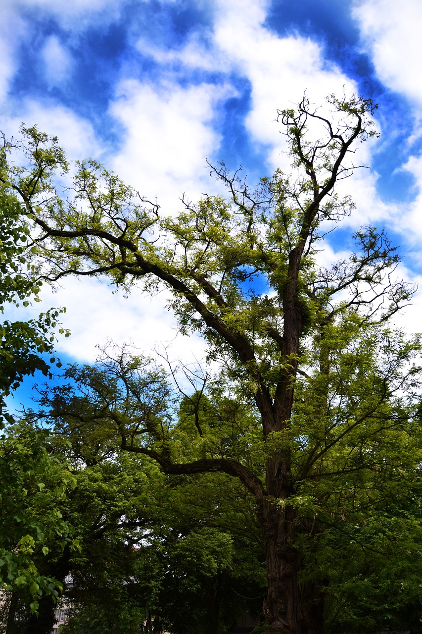 tree nature landscape free photo