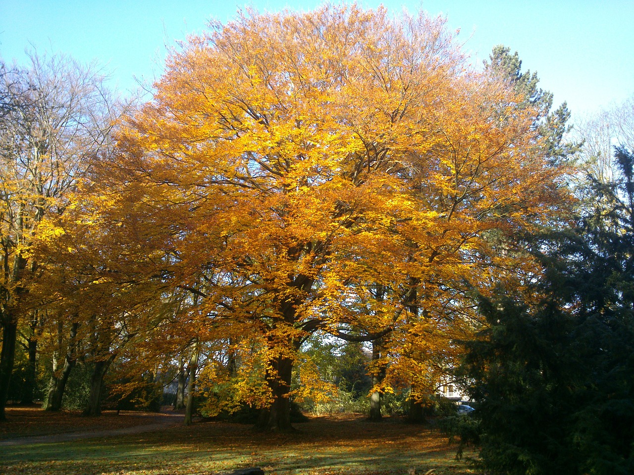 tree autumn color free photo