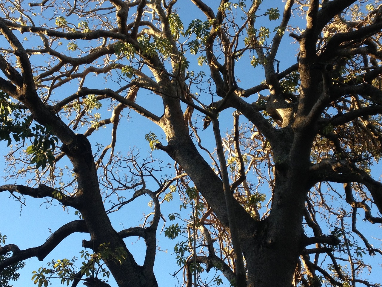 tree sky nature free photo