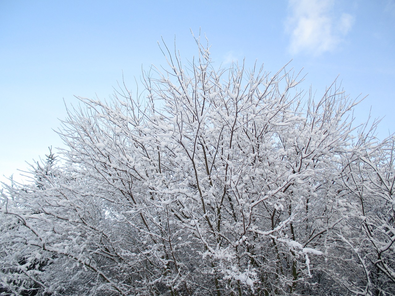 tree sky snow free photo