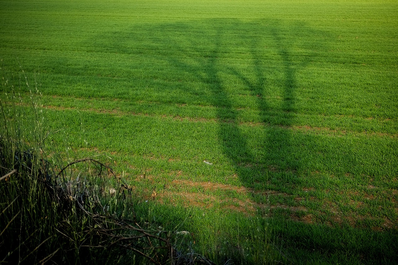 tree shadow green free photo