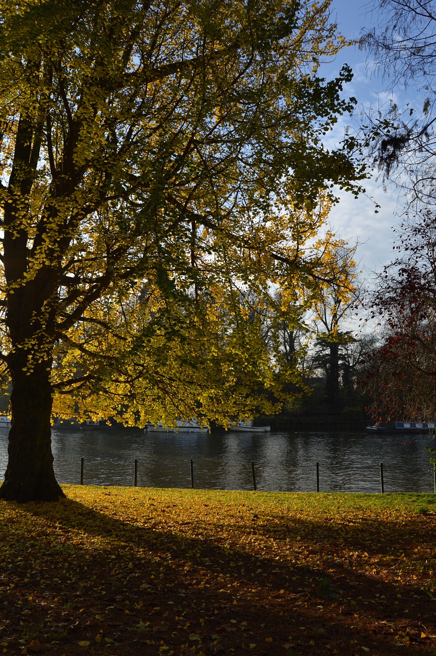 tree river autumn free photo