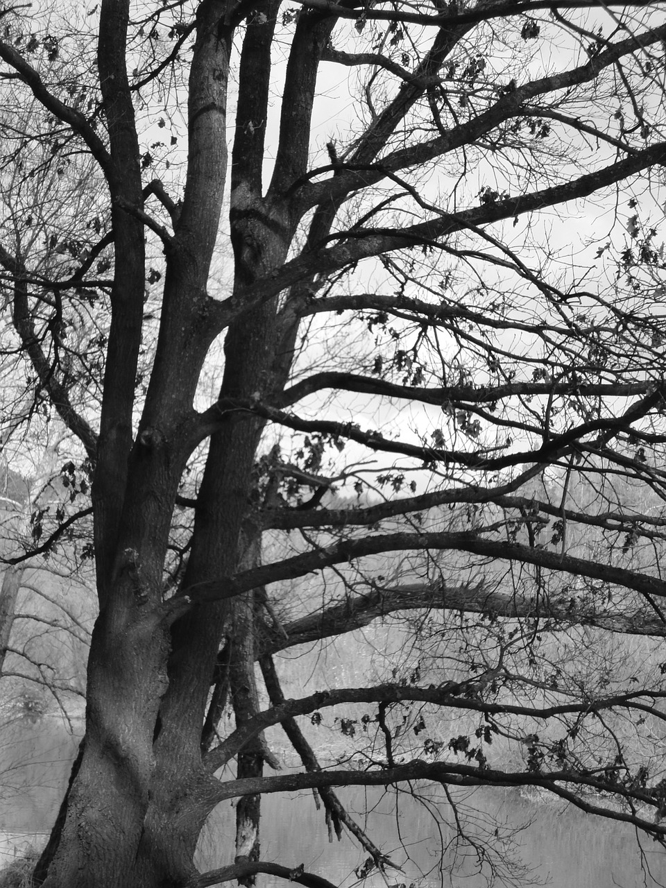 tree dark black and white free photo