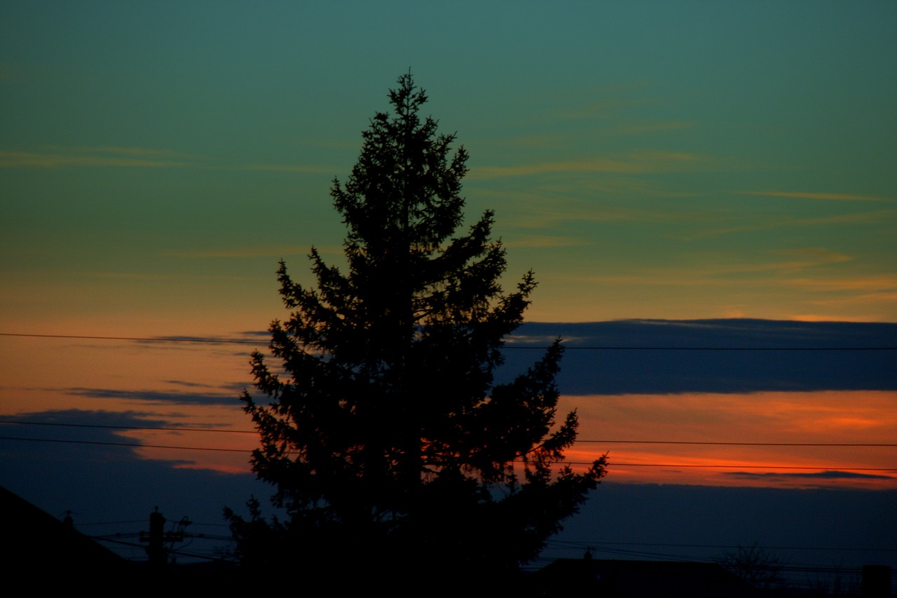 tree sunset sky free photo