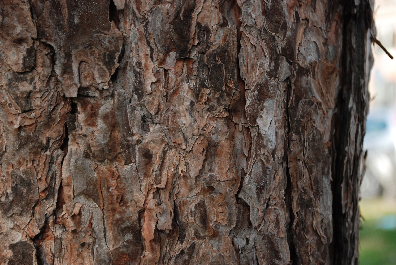 tree bark brown free photo