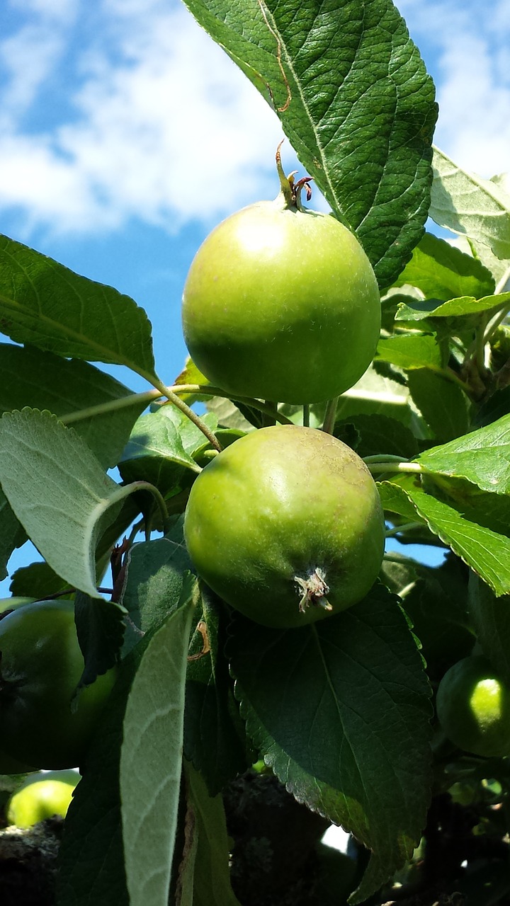 tree apple fruit free photo