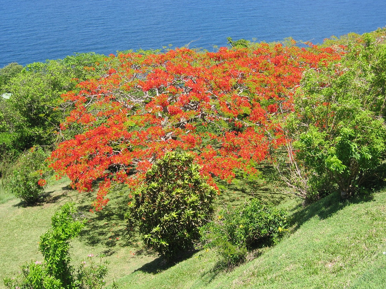 tree caribbean flowers free photo