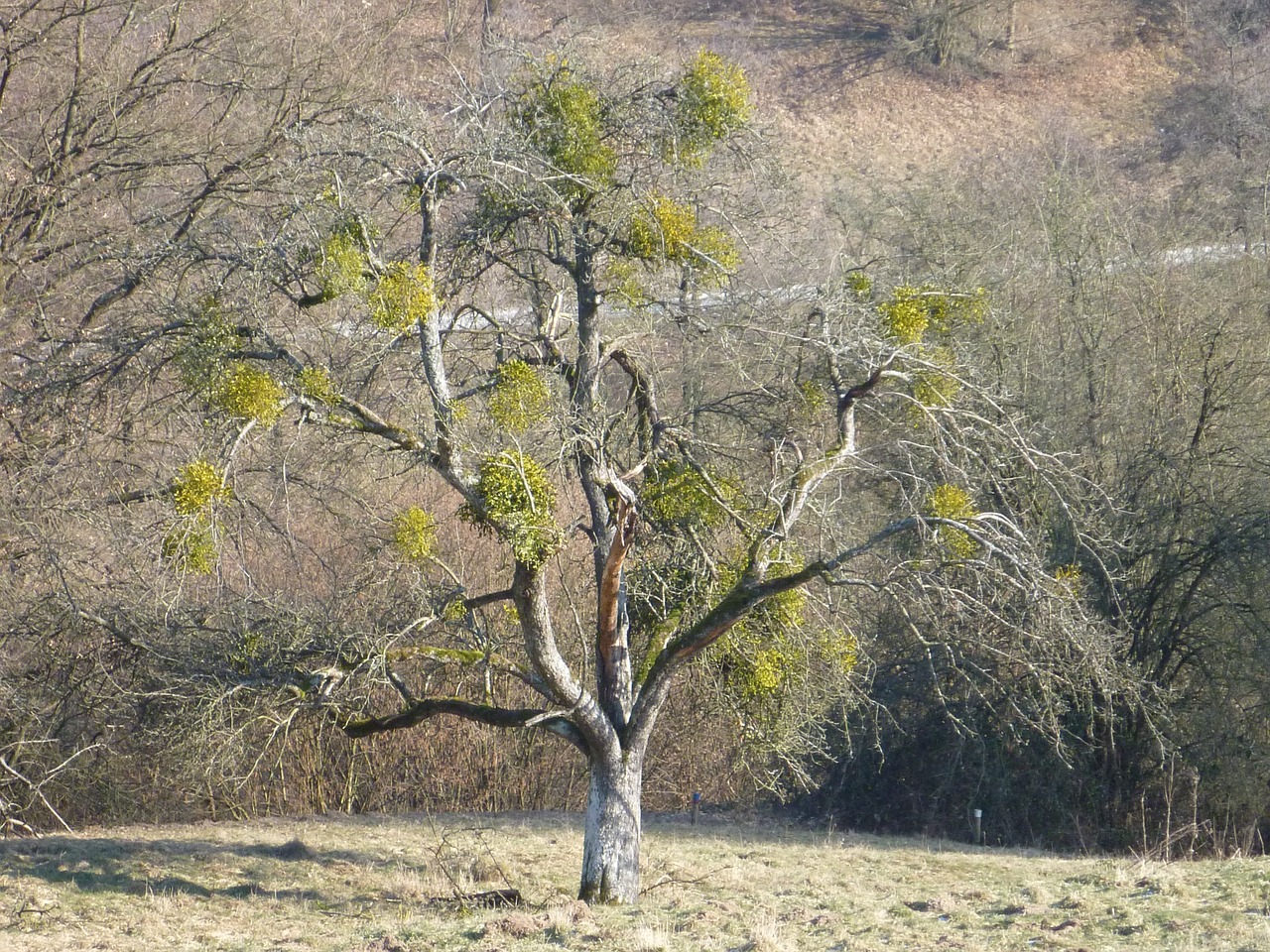 tree autumn mistletoe free photo