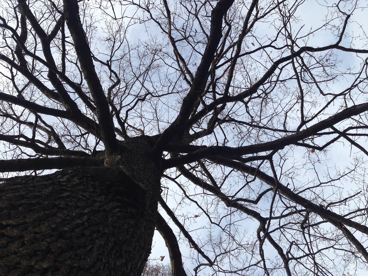 tree branches nature free photo