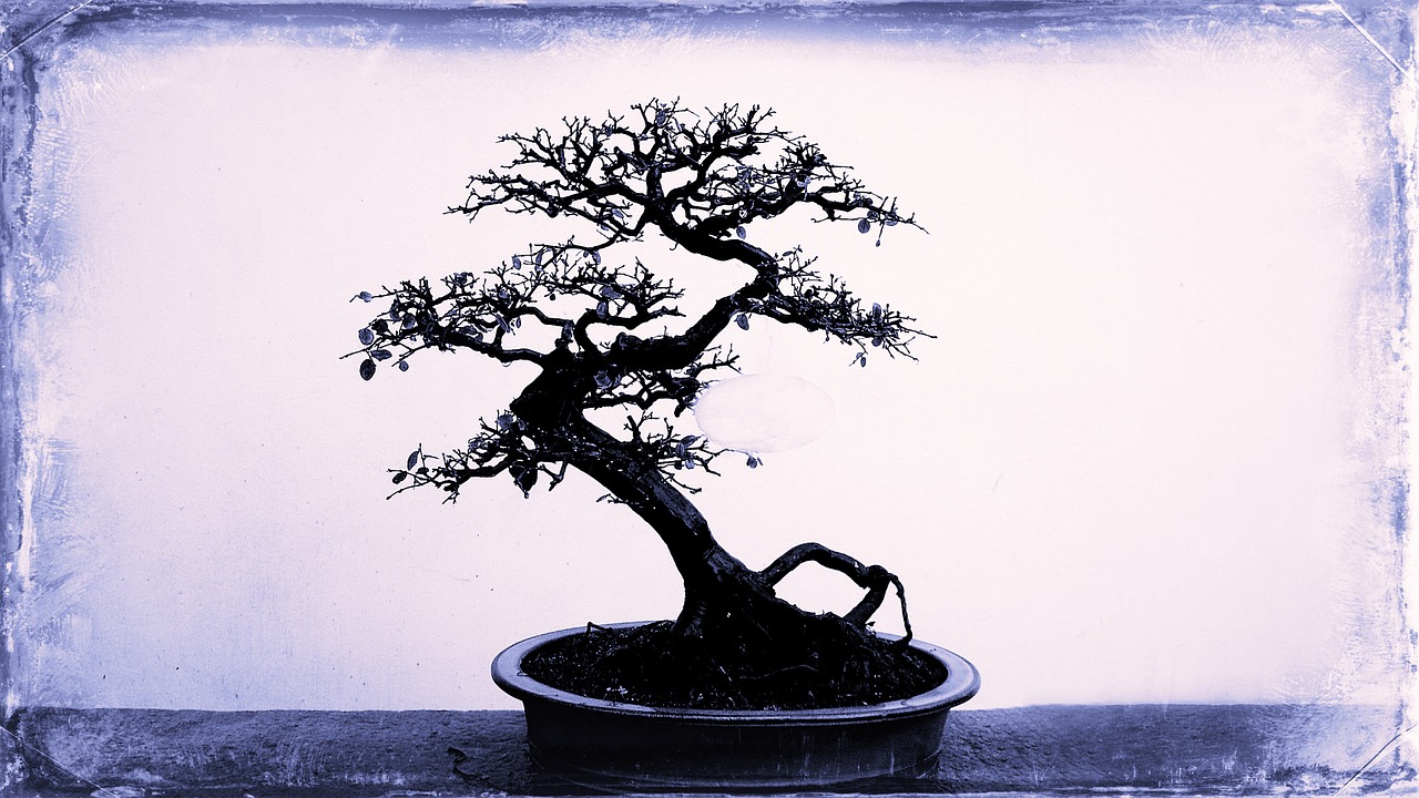 tree bonsai small tree free photo