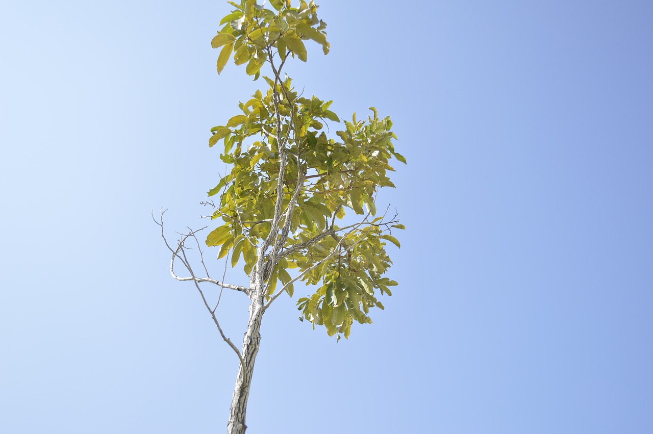 tree sky free pictures free photo