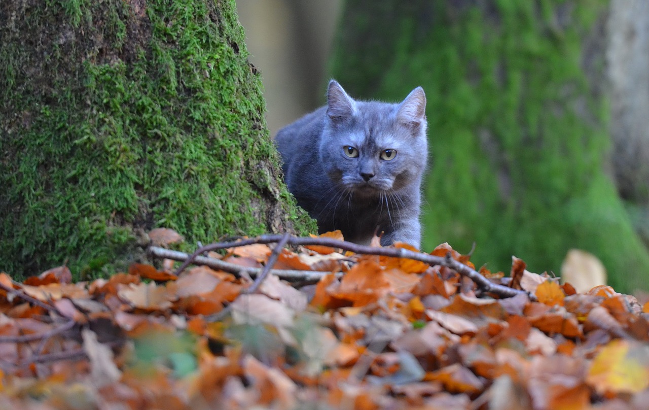 tree cat young cat free photo