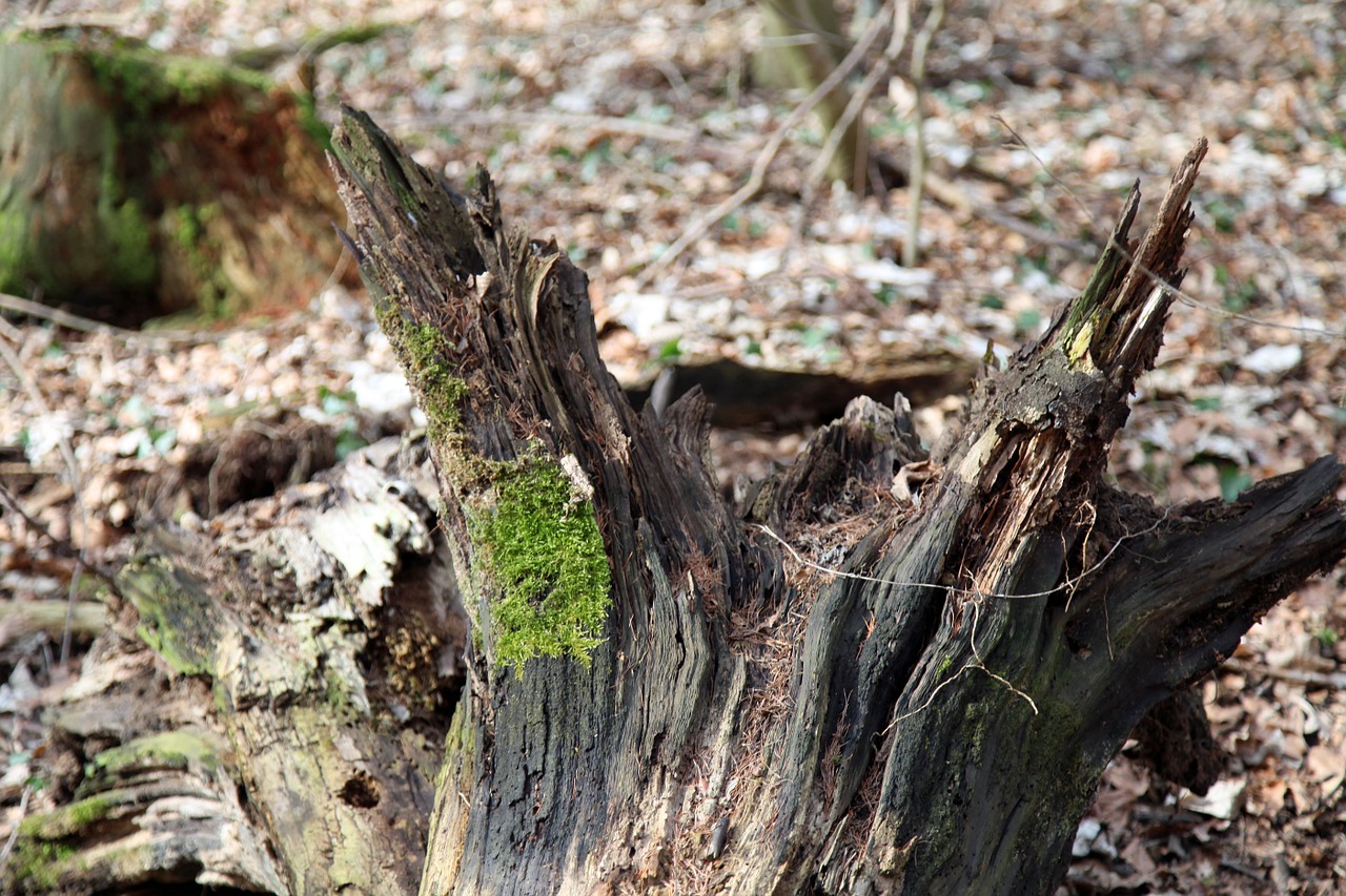 tree root moss free photo