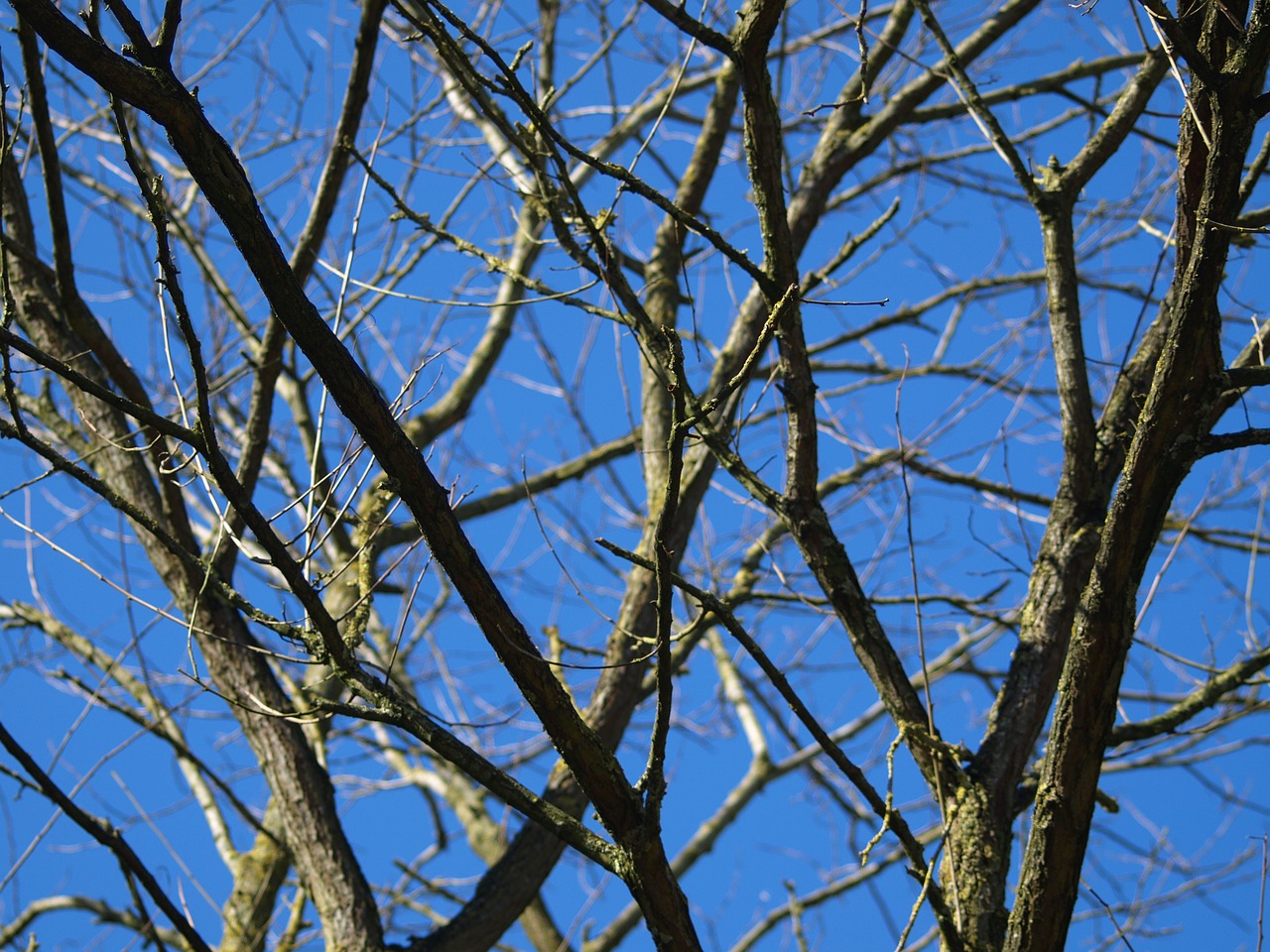 tree dead plant old free photo