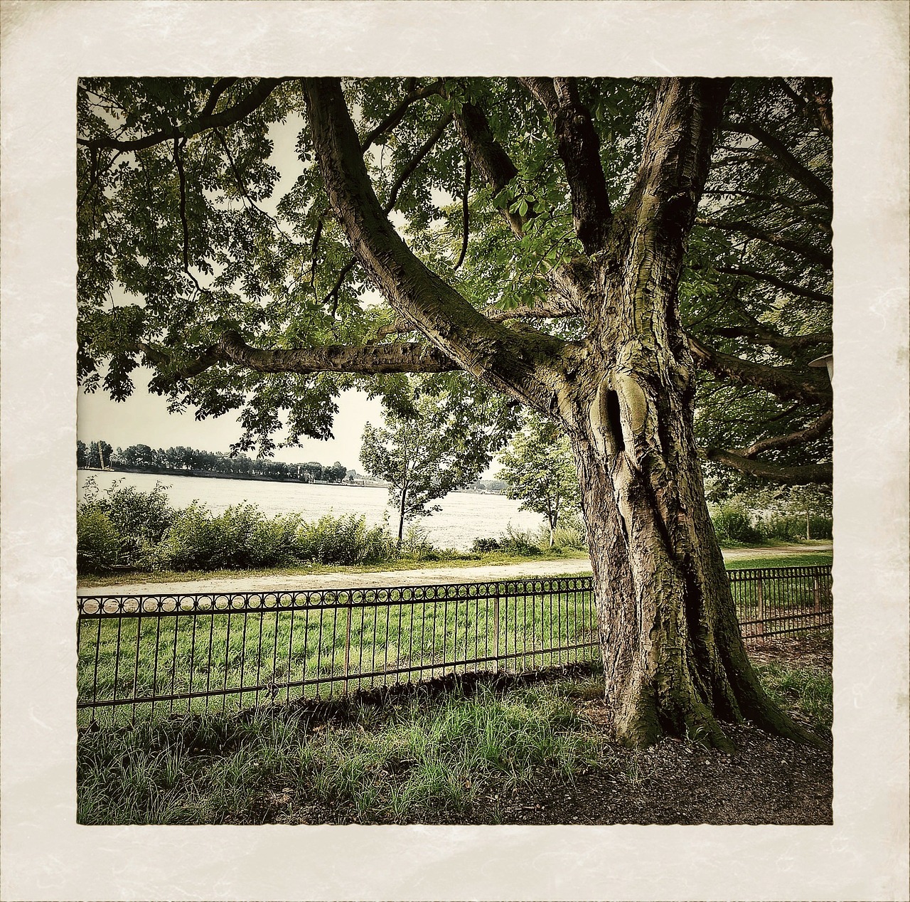 tree elbe hamburg free photo