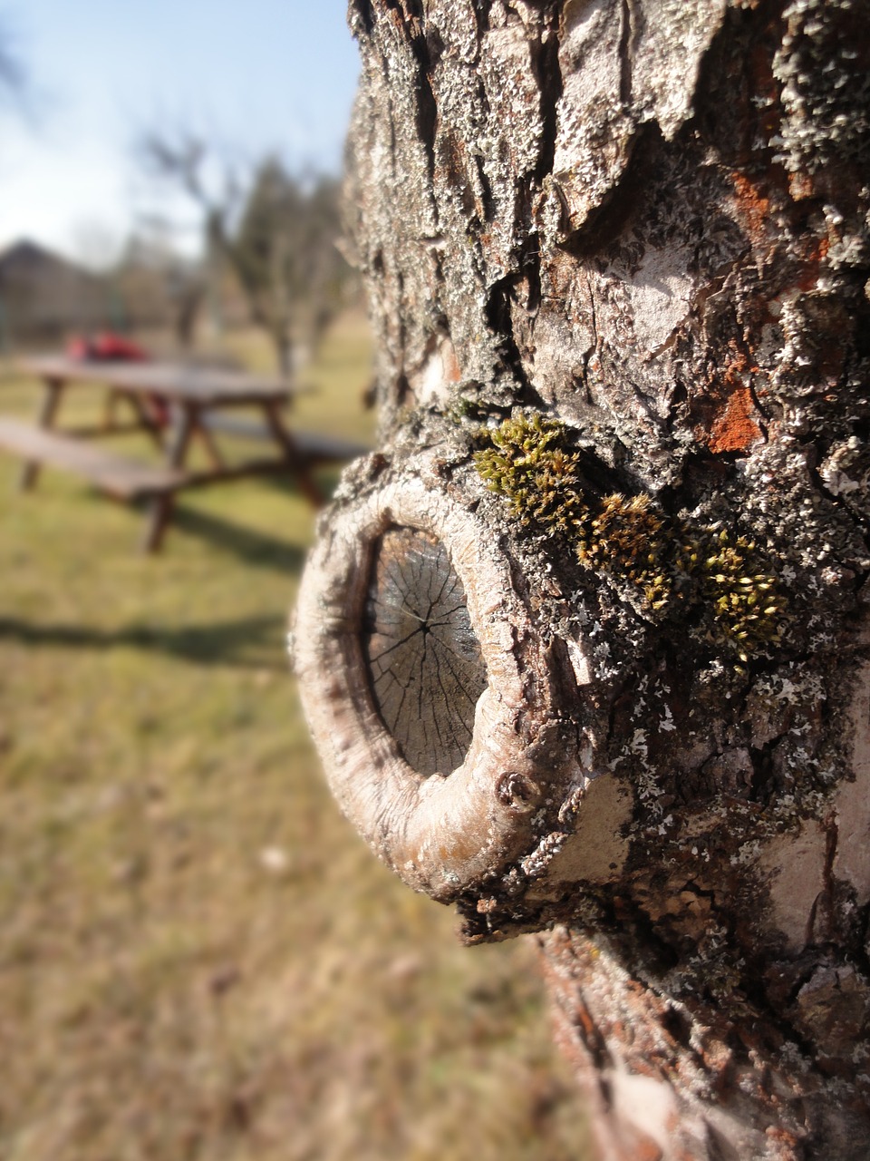 tree plant nature free photo