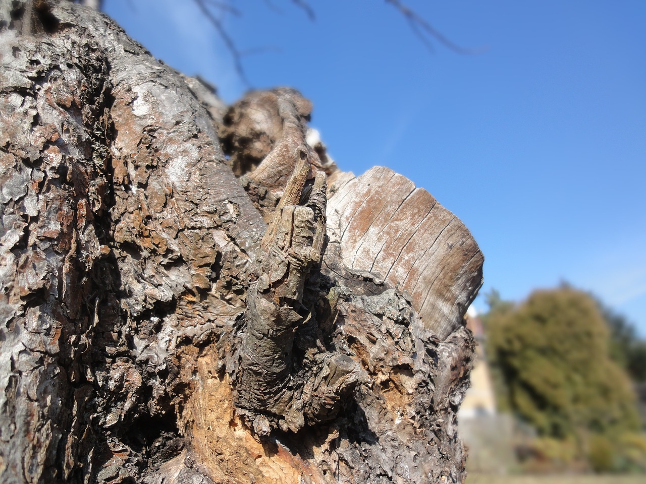 tree strain bark free photo