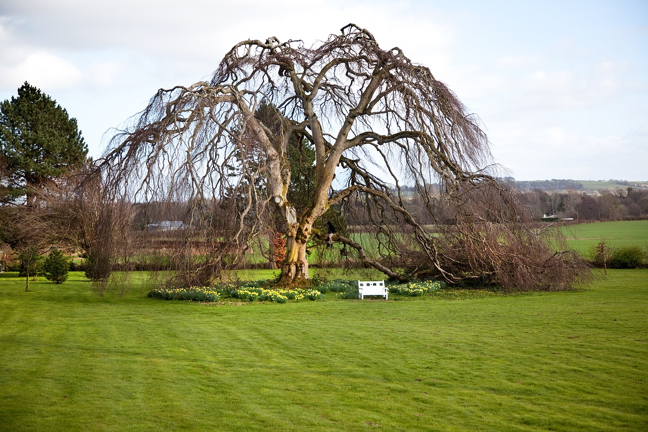 tree ireland nature free photo