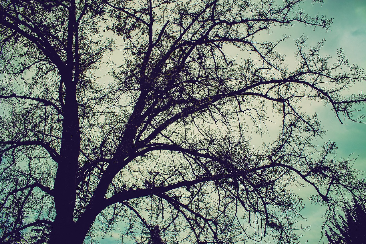 tree branches winter free photo