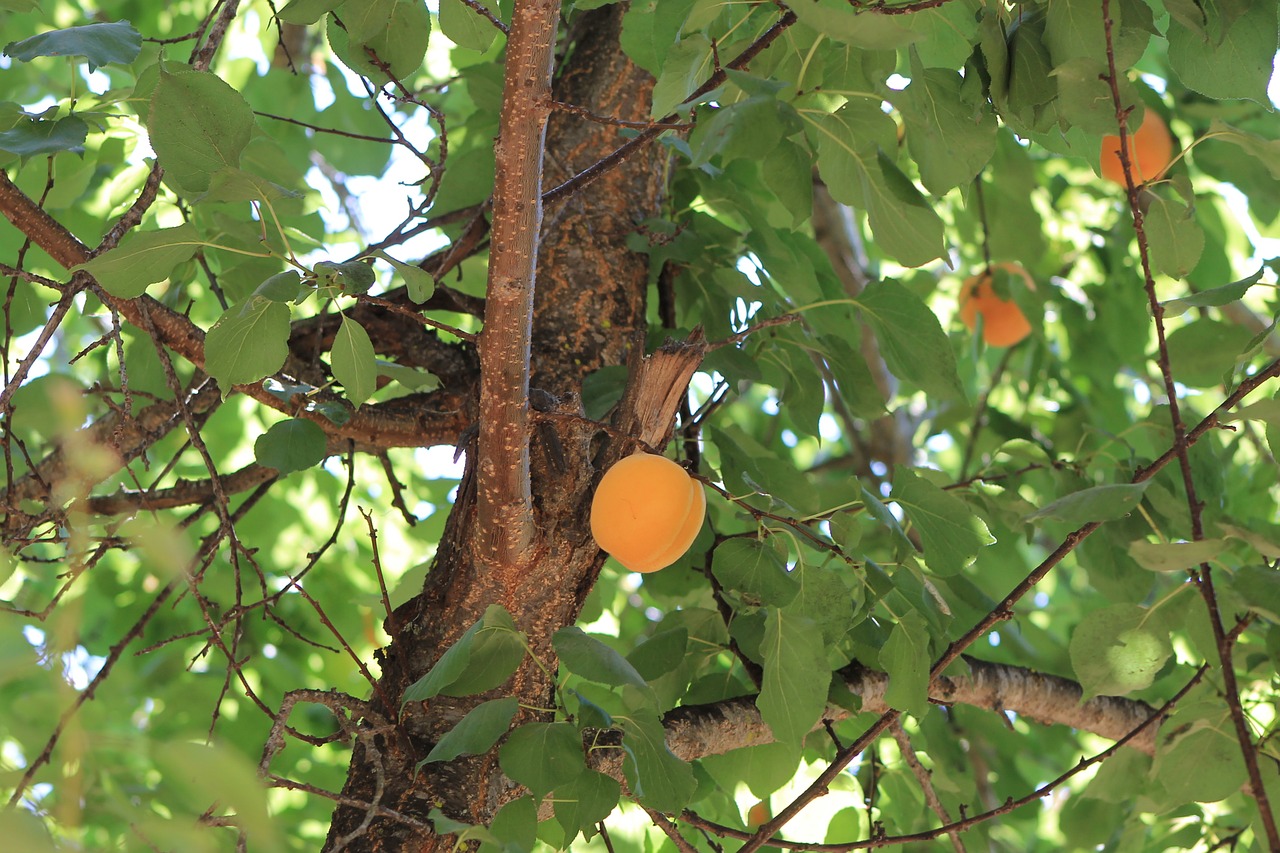 tree damascus fruit free photo